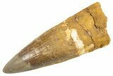 Bargain, Fossil Spinosaurus Tooth - Restored Tip #343602-1